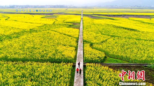 图为游客在秀山清溪油菜花地游玩。　陈碧生　摄